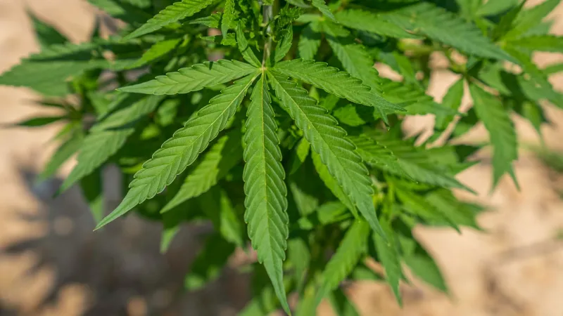 More Than Milligrams: How the Whole Hemp Plant Might Be the Secret to Better Results