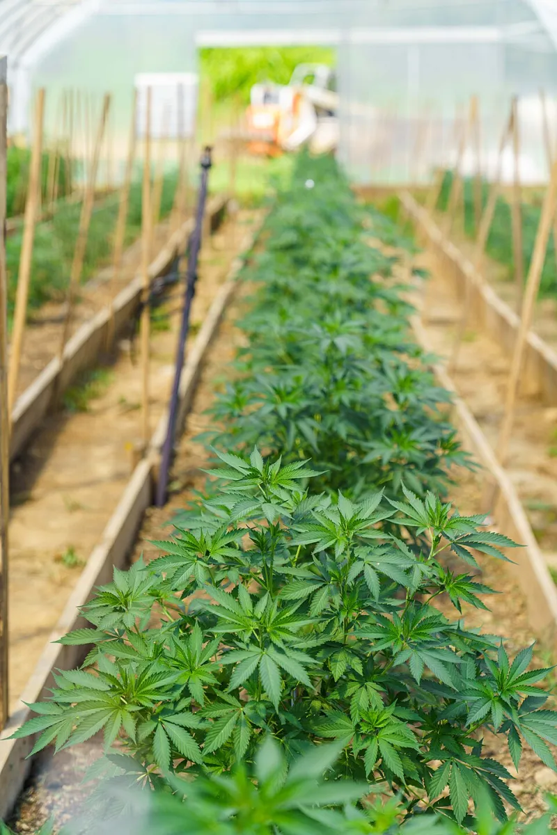 From Soil to Supplement: How Regenerative Hemp Farming Is Rewriting the Rules of American CBD